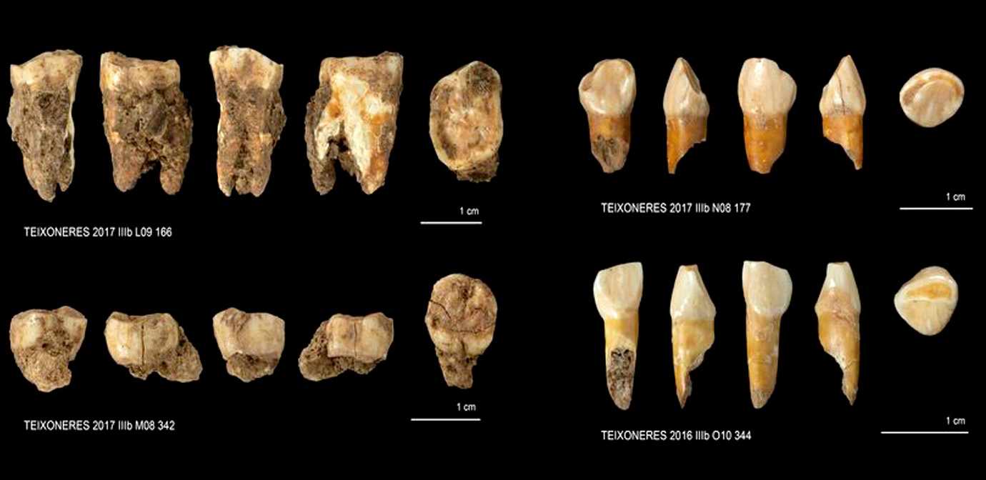 Teeth from Teixoneres Cave