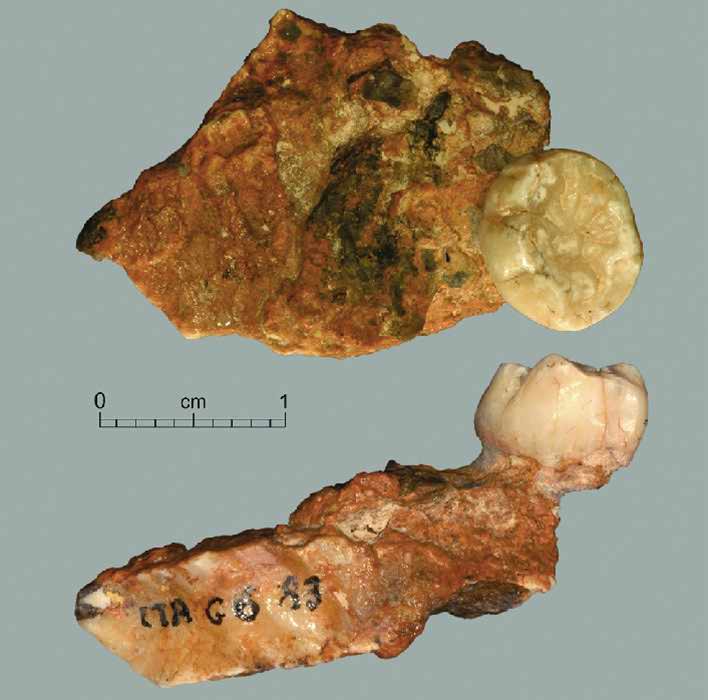 Fragment of the mandible. Trou de l’Abime