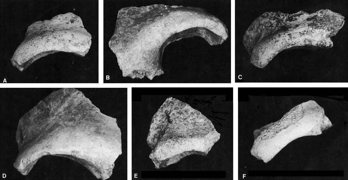 Vindija supraorbital fragments