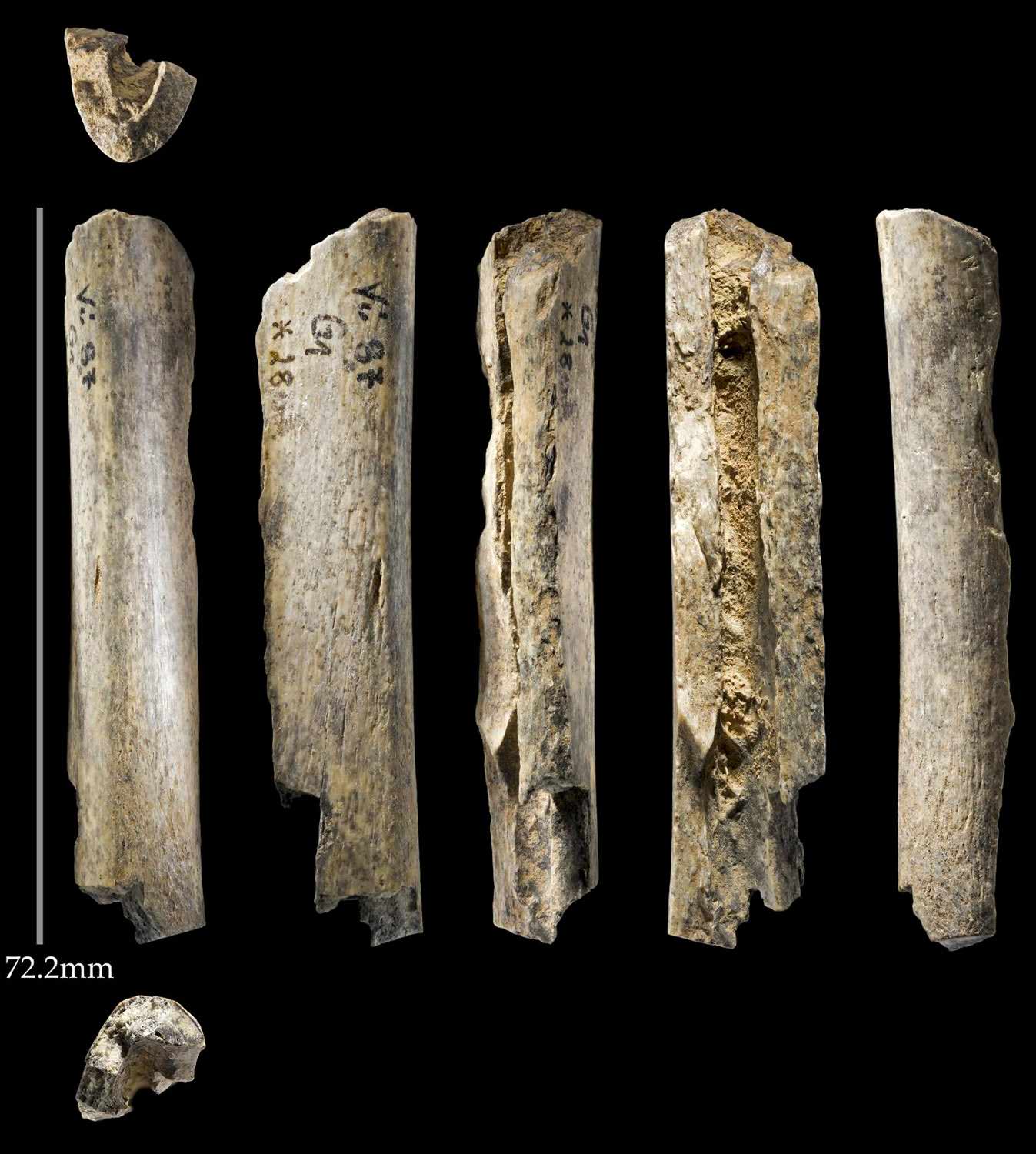 Neanderthal bone Vi-*28 