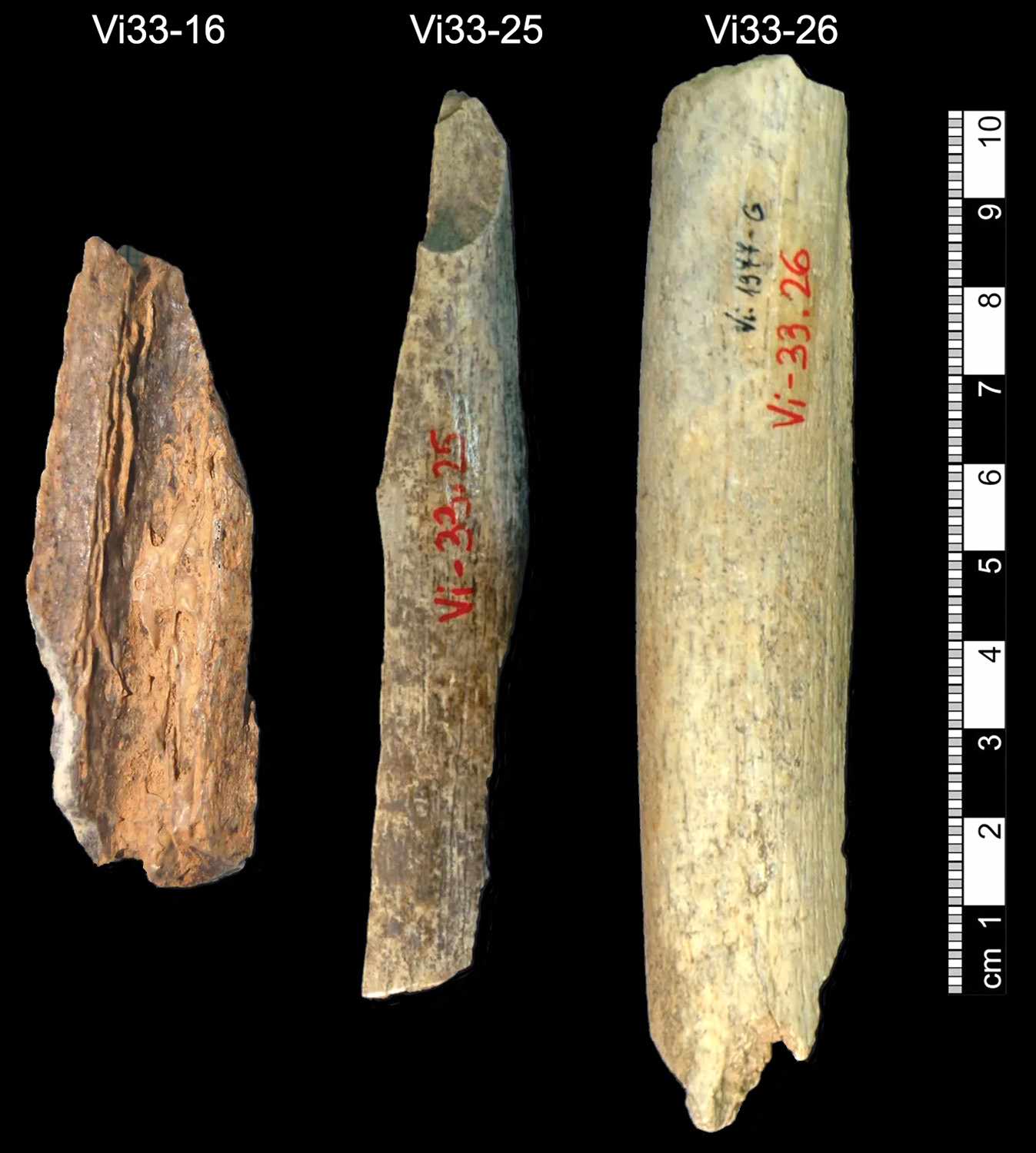 Three fragments of Neanderthal female bones