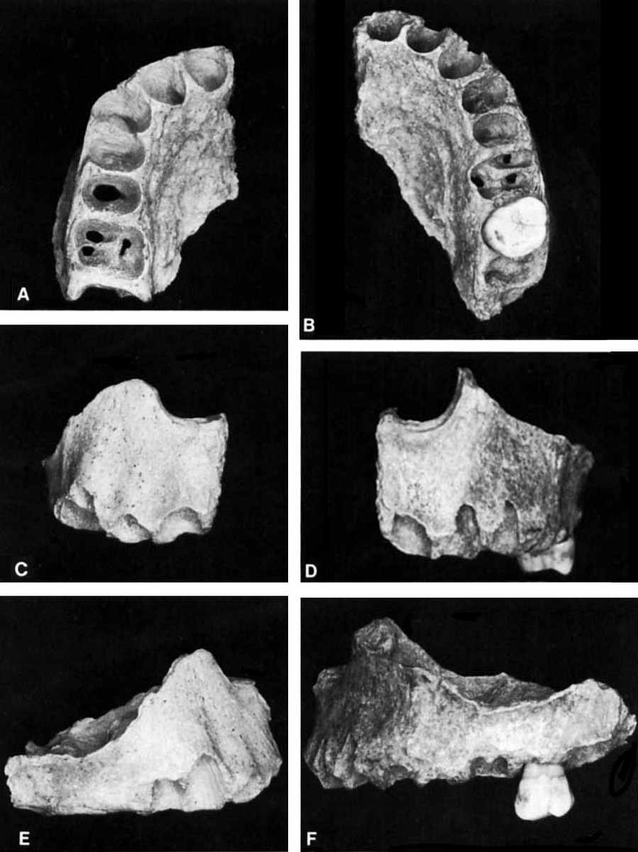 Vindija. Maxillae Vi 225 and Vi 259