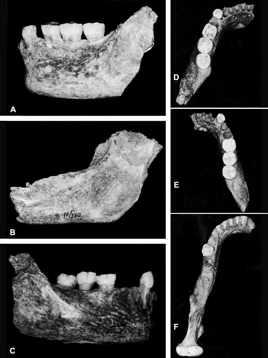 Vindija mandibles: Vi 231, Vi 250, and Vi 206