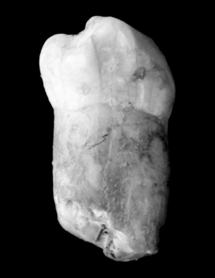 Premolar from Walou Cave