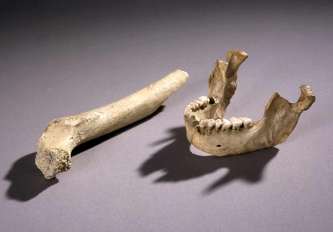 Neanderthal fossils from Zafarraya