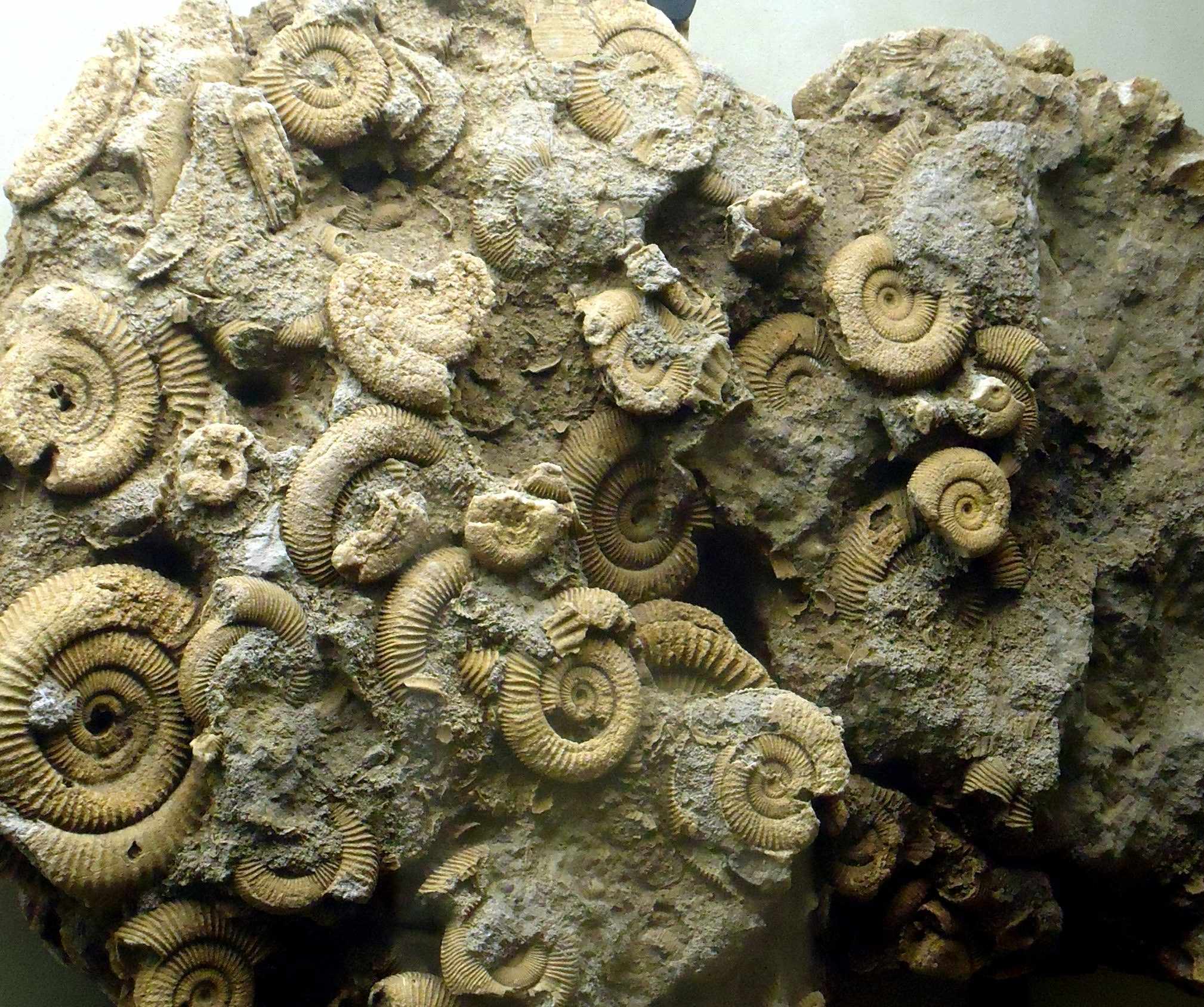 Ammonite fossils