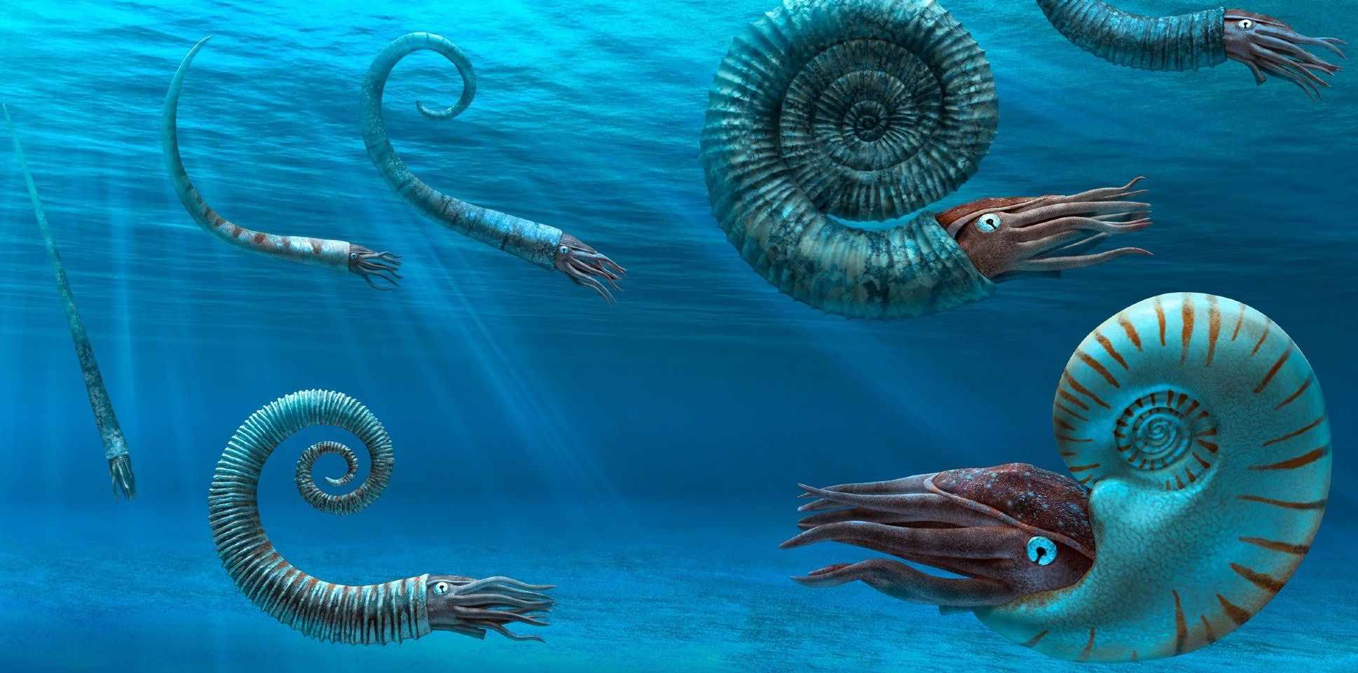 Ammonites dying before the end of the Cretaceous period