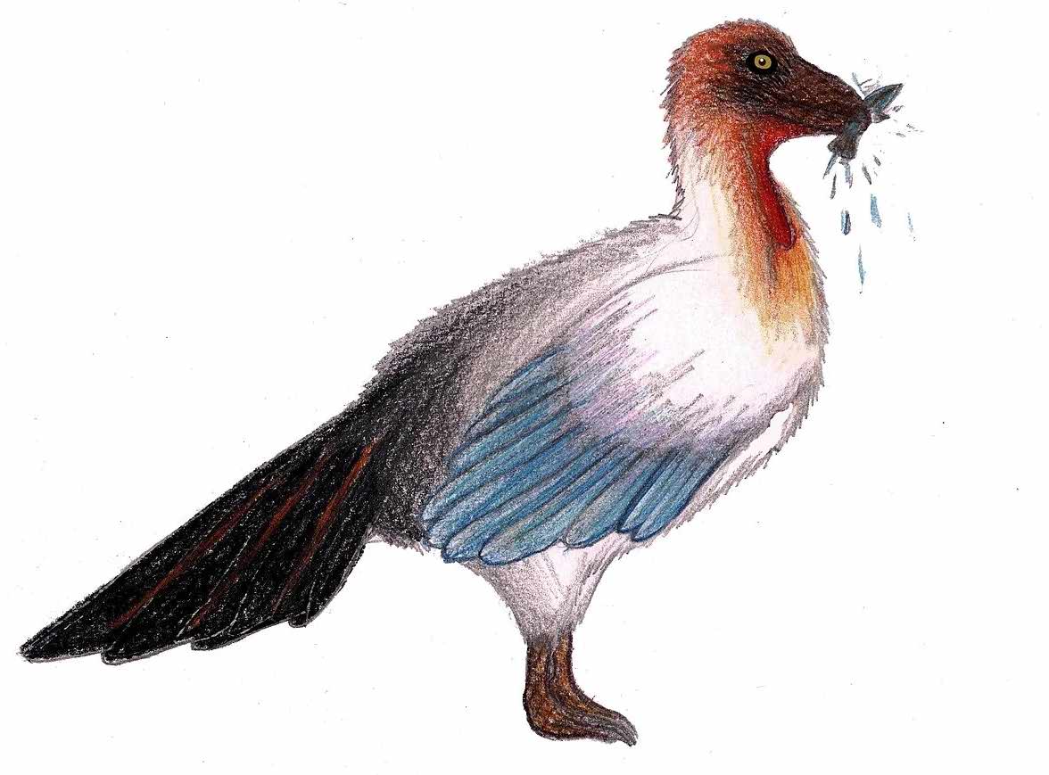 Qinornis paleocenica