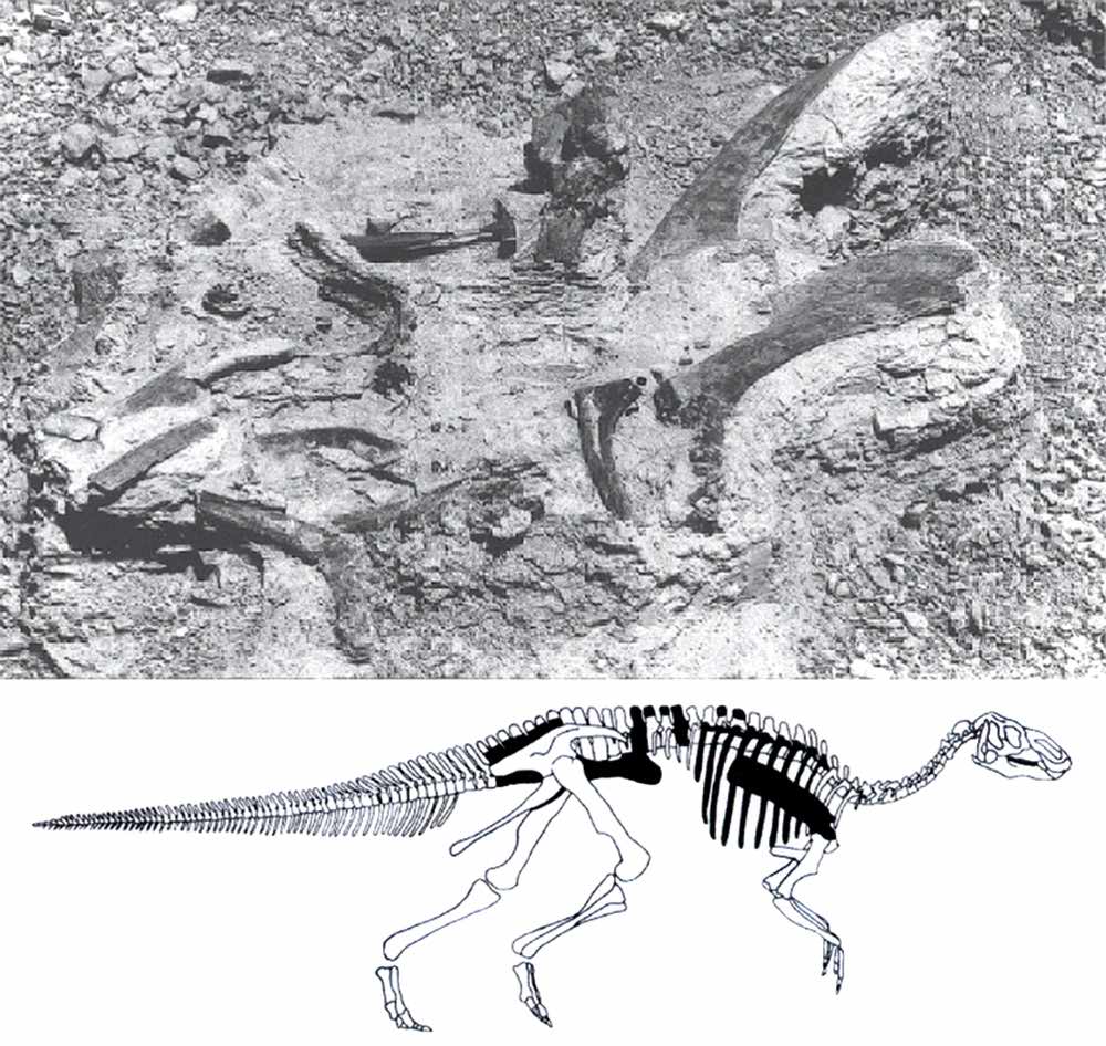 Mass extinction: Paleogene hadrosaurid