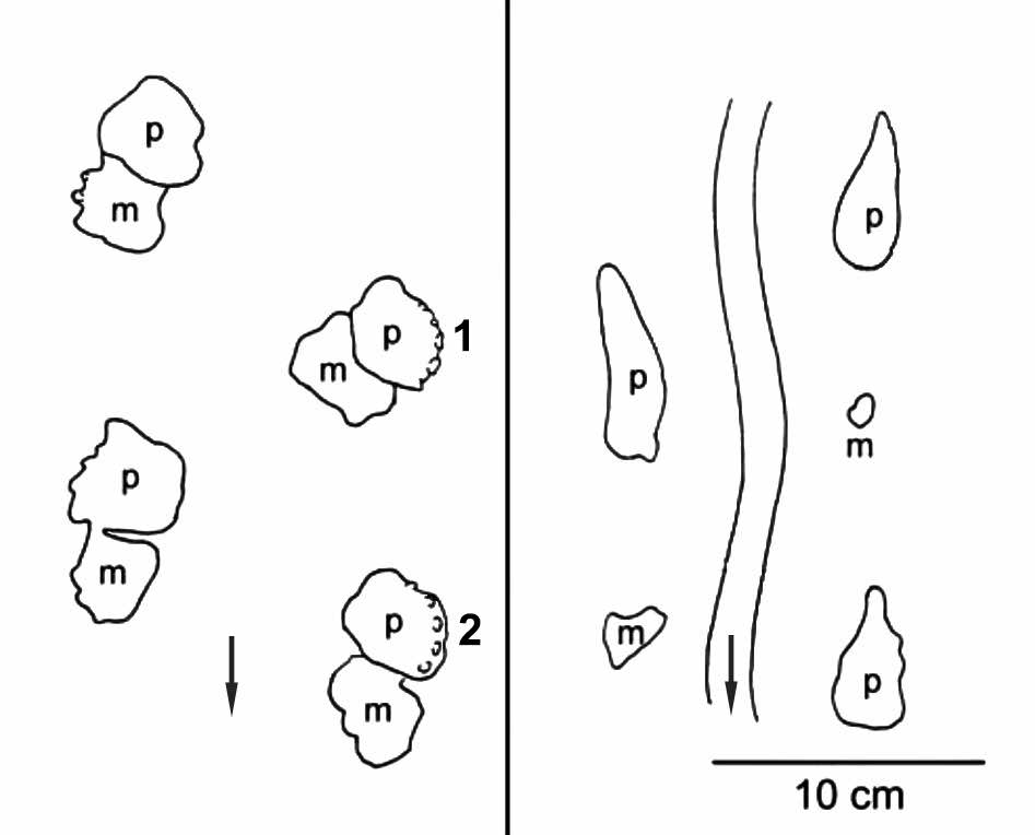 Tetrapod tracks on the Genoa River