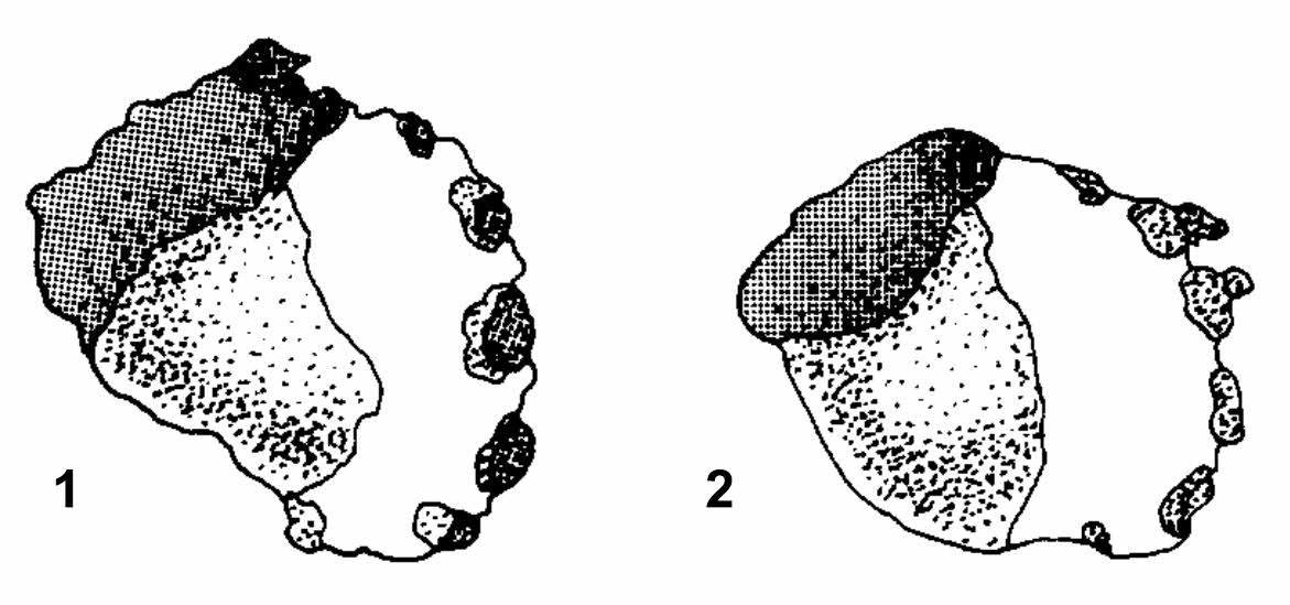 Devonian tetrapod trackways: the toe impressions