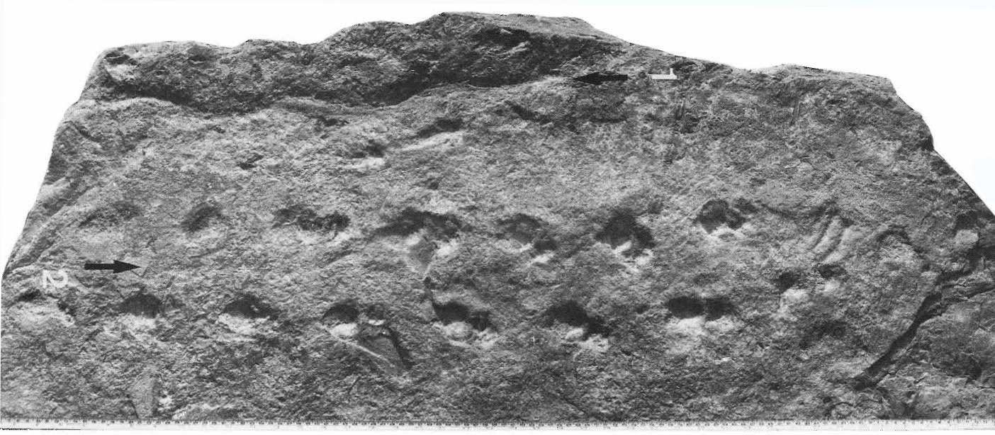 Two trackways of Devonian amphibians