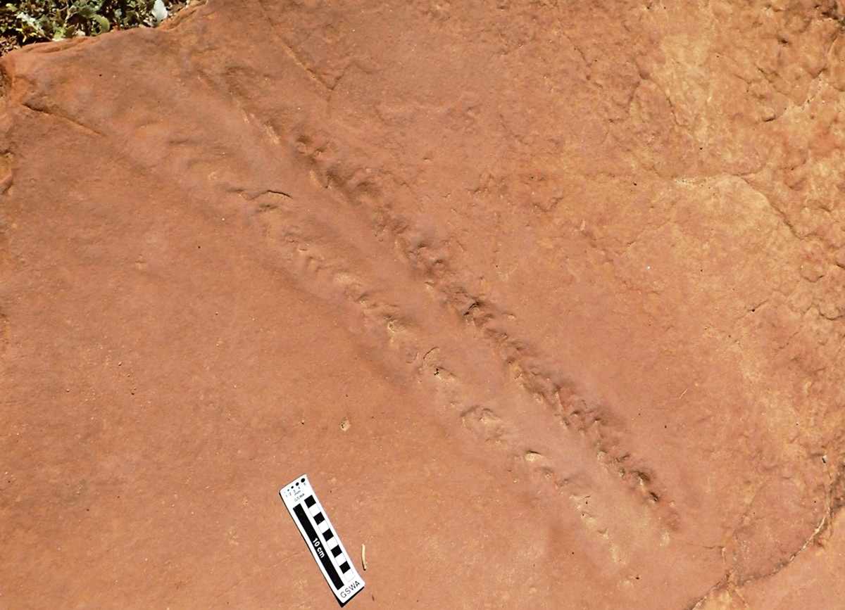 Diplichnites trackway from Tumblagooda, Kalbarri