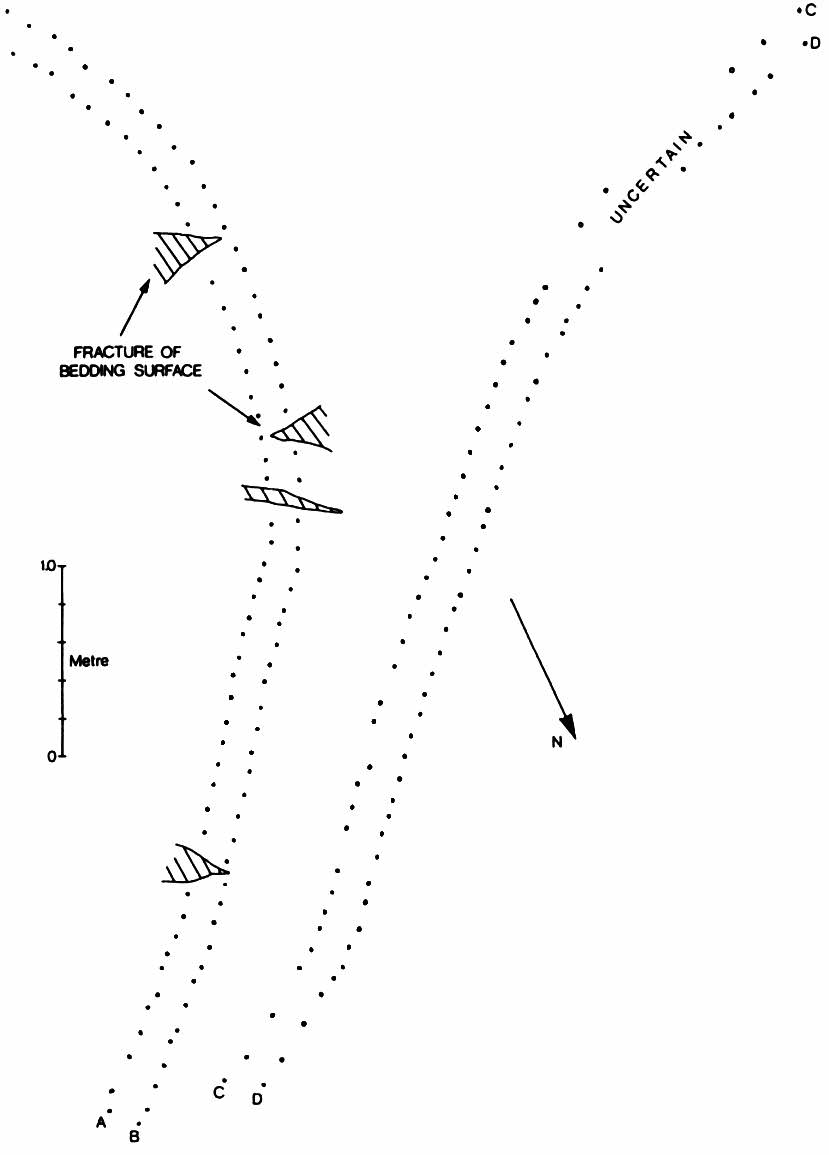 Arthropod trackways from Kap Graah