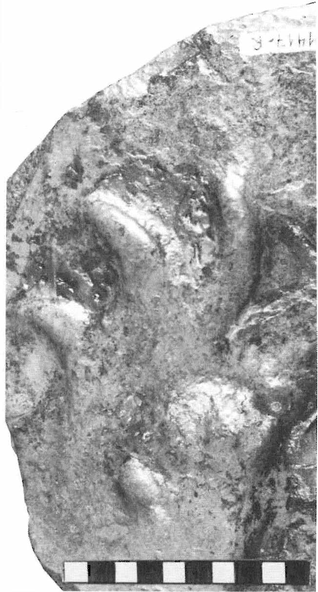 Early Tetrapod Trackways of Uncertain Origin: Notopus