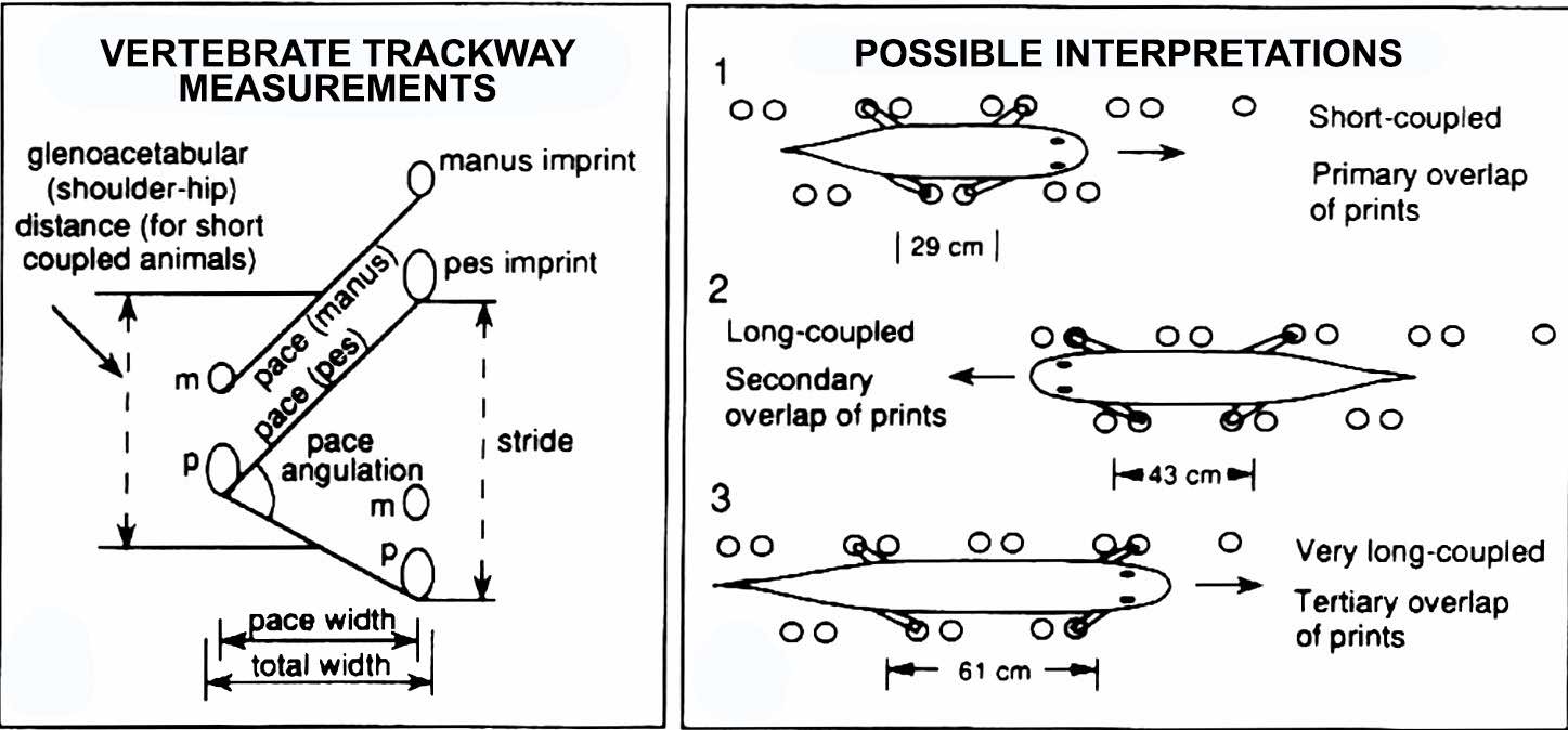 Dimensions of the trackways