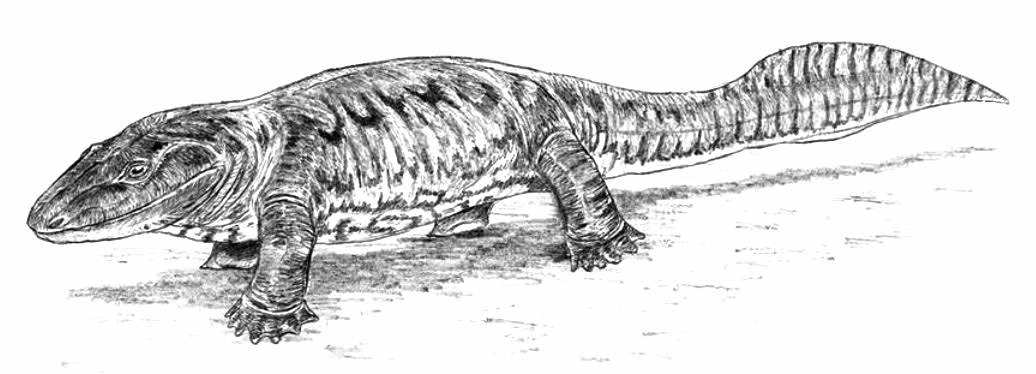 Early tetrapod