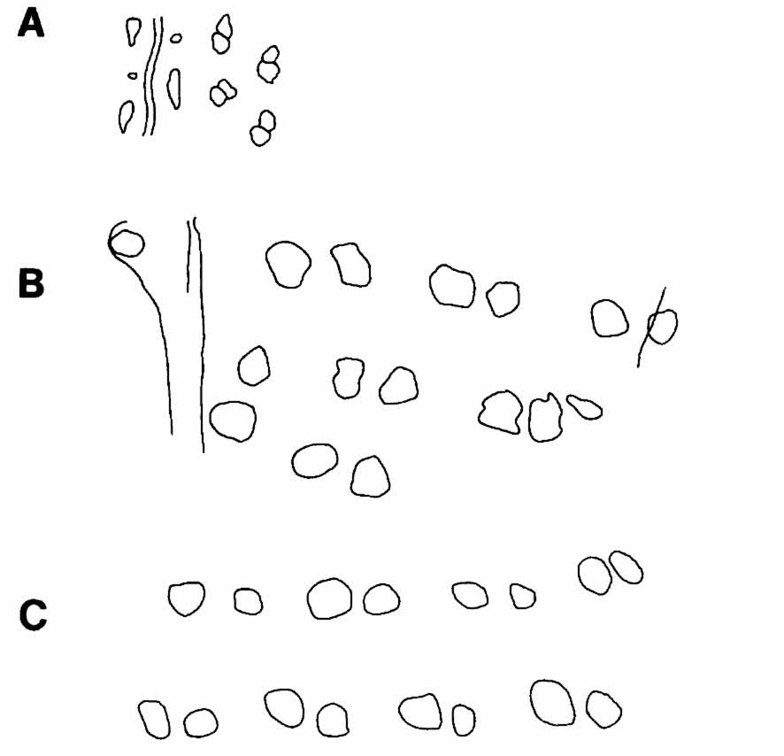 Devonian tetrapod trackways from Genoa River, Tarbat Ness, and Valentia Island