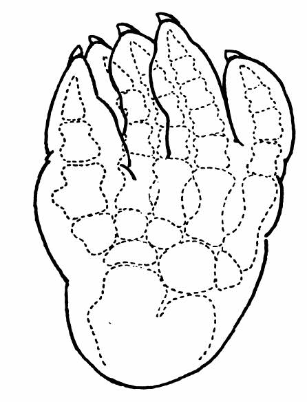 Early Tetrapod Trackways of Uncertain Origin:  Thinopus 