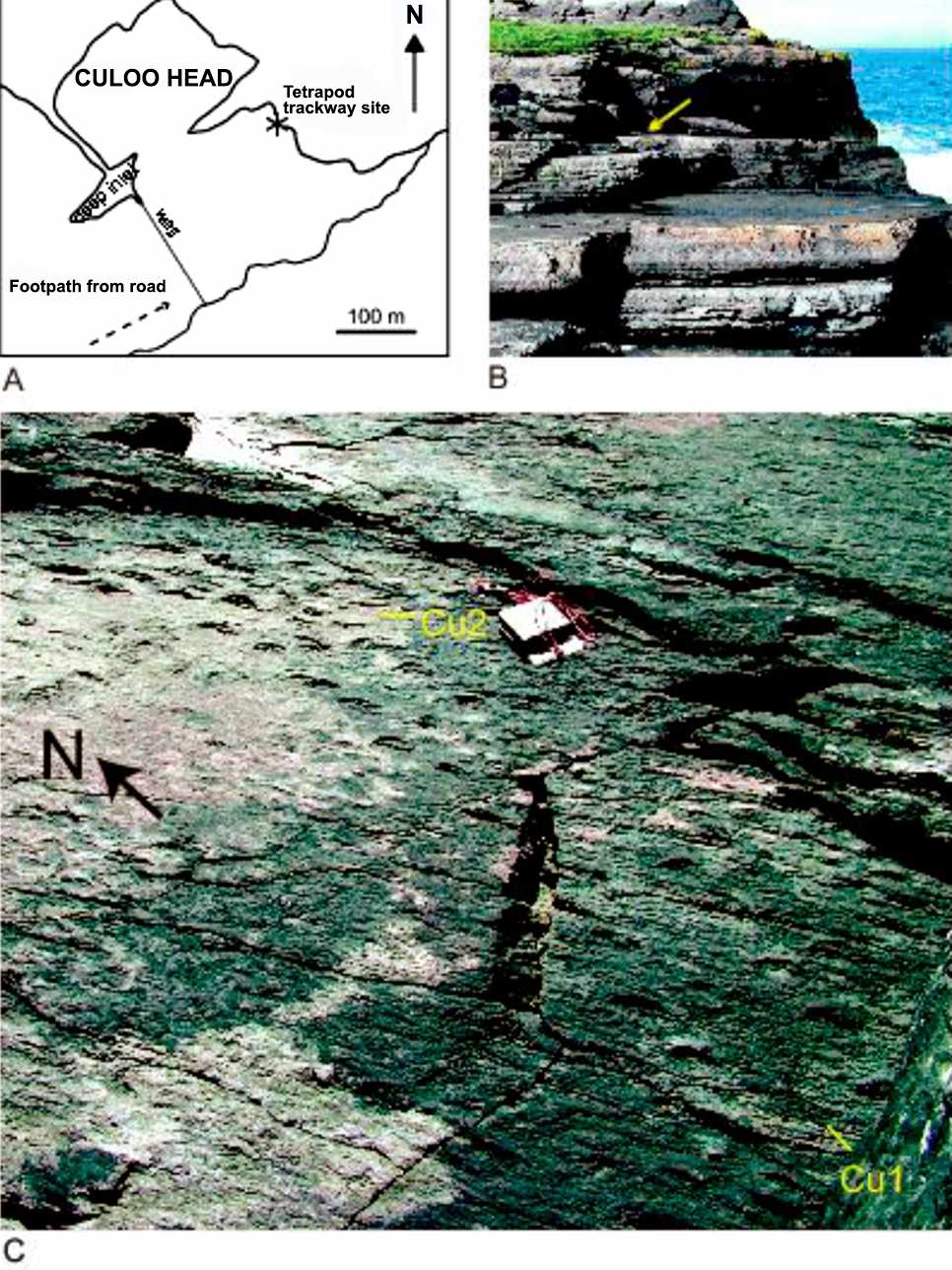 Devonian tetrapod trackways: The Culoo Head site