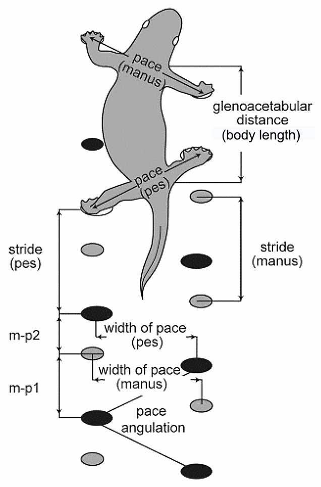 Features of tetrapod tracks from Valentia Island