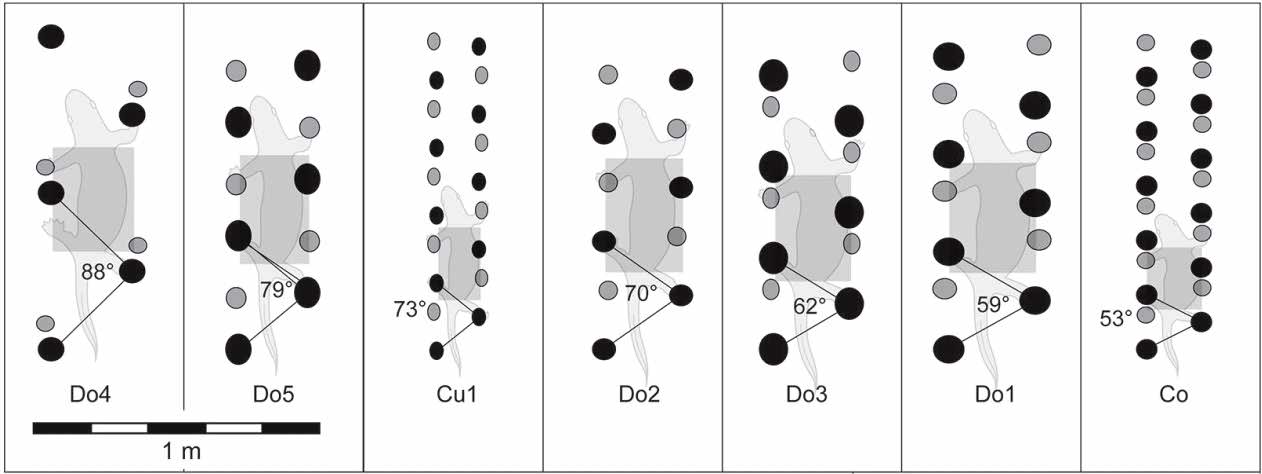 Devonian tetrapod trackways indicate an alternating pattern of movement