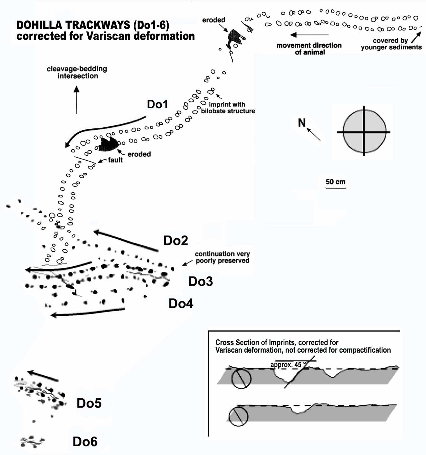 Devonian Tetrapod Trackways: Dohilla tracks