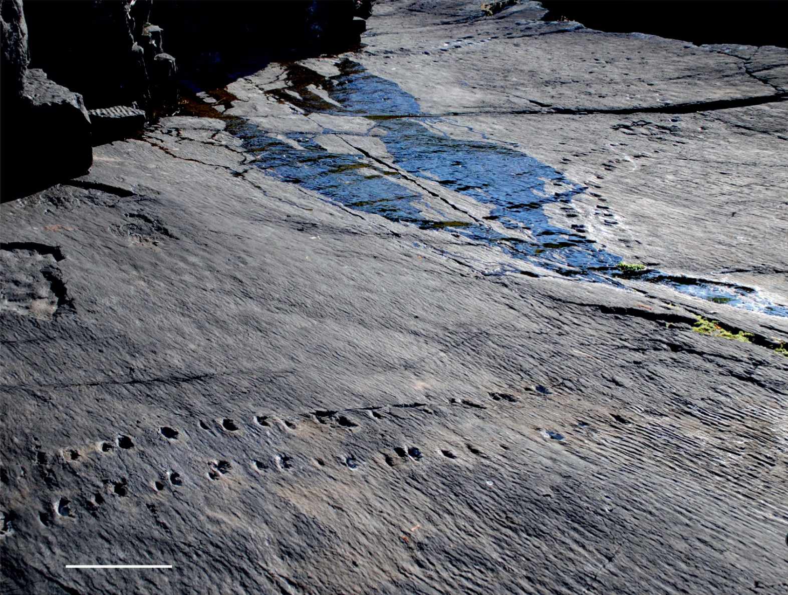 Devonian tetrapod trackways: Overview of trackway Do1