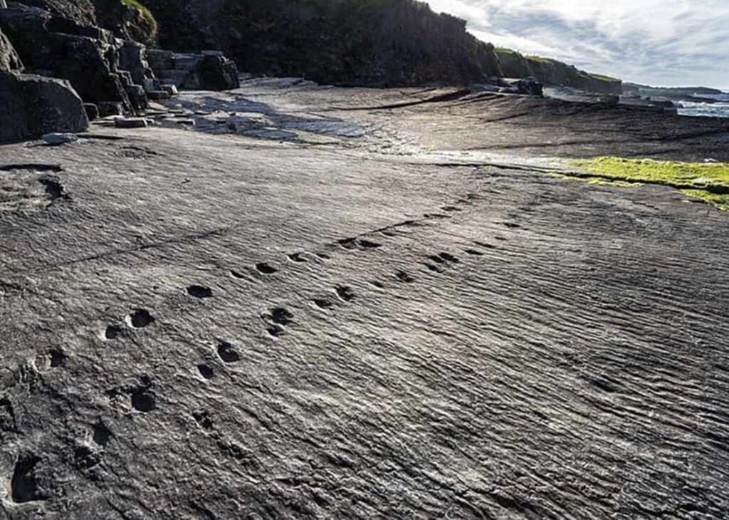 Devonian tetrapod trackways