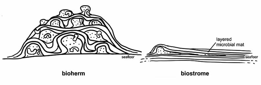 Comparison of bioherm and biostrome