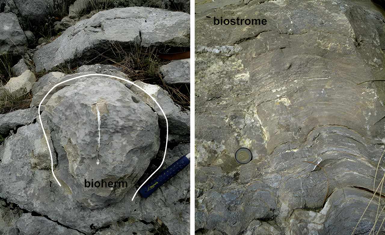 Fossil reefs: bioherm and biostrome