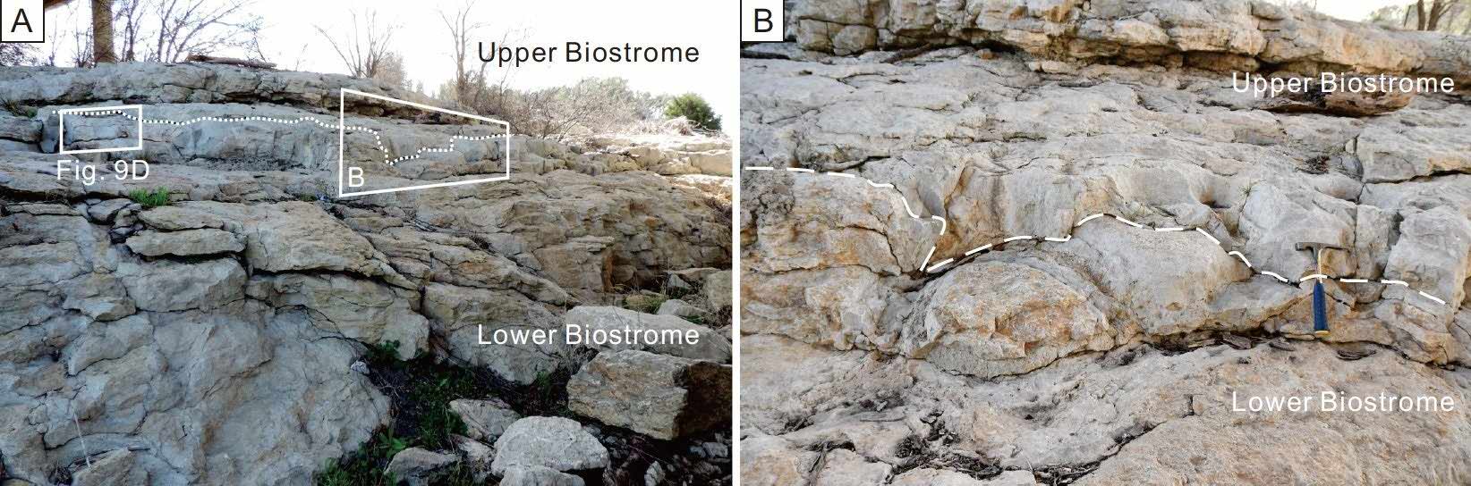 Late Cambrian biostromes