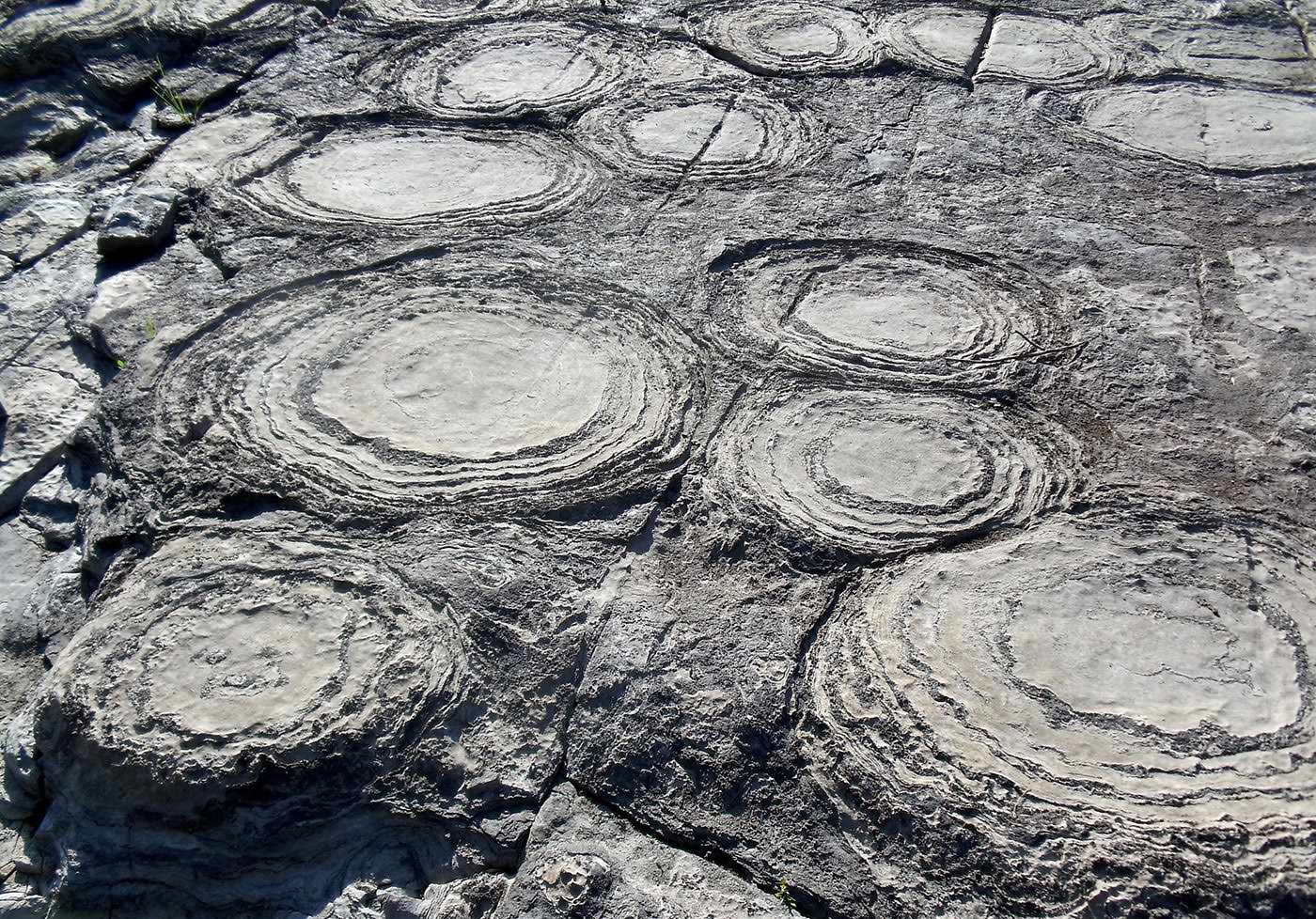 Late Ordovician stromatolites