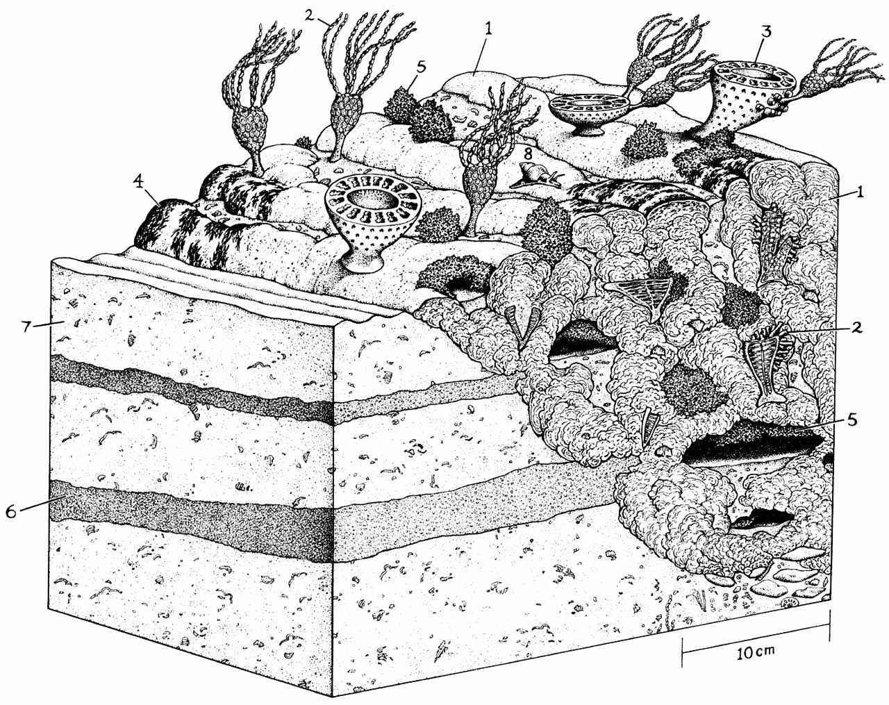 Late Cambrian reef community