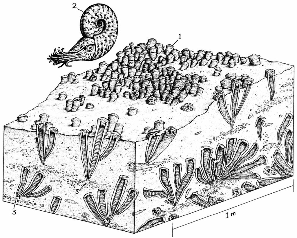 Caprinid Rudists Fossil Reefs and Reef Builders: Devonian–Cenozoic - Dinoera