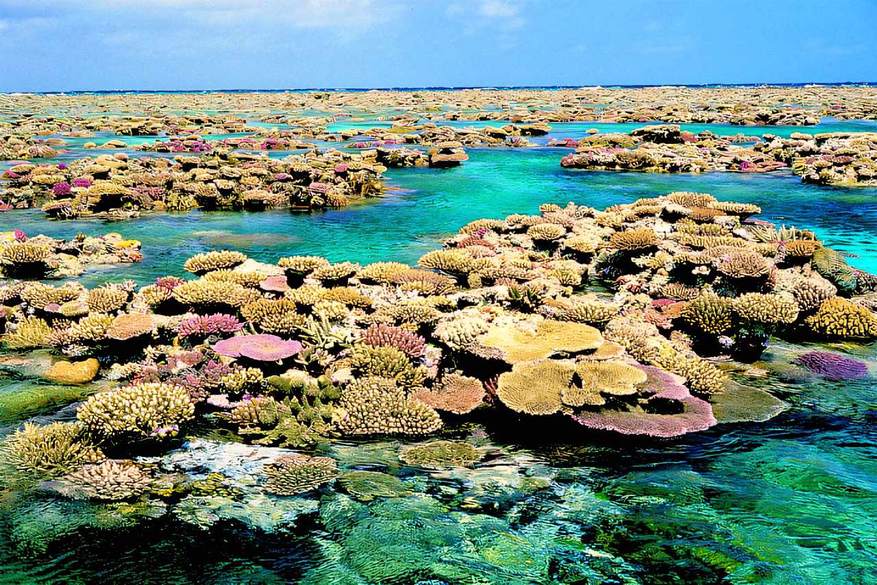 Reef flat