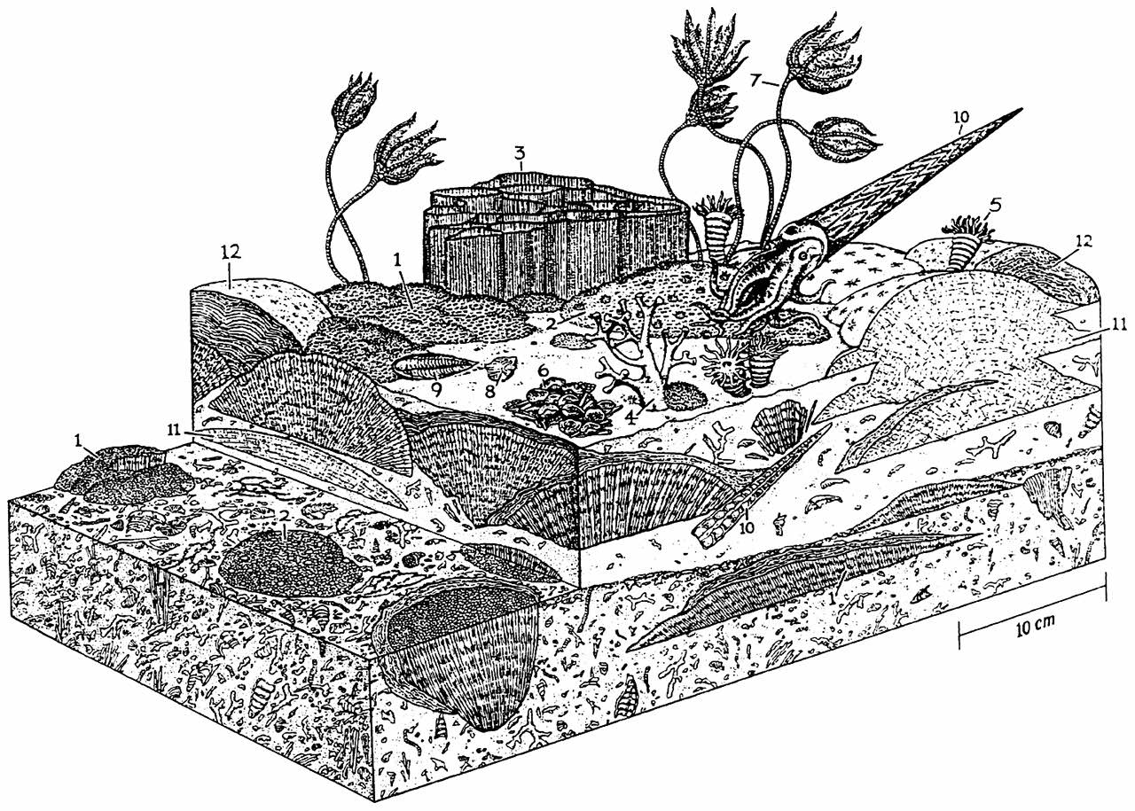 Silurian patch reef, England