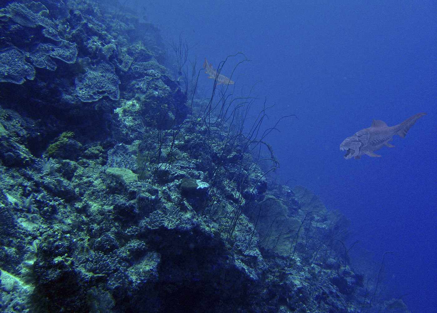 Fossil reefs. ©Emre Turak and Lyndon DeVantier