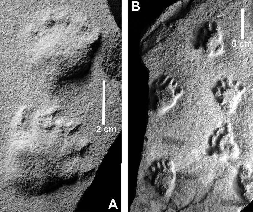 Dicynodontipus Dicynodontipus