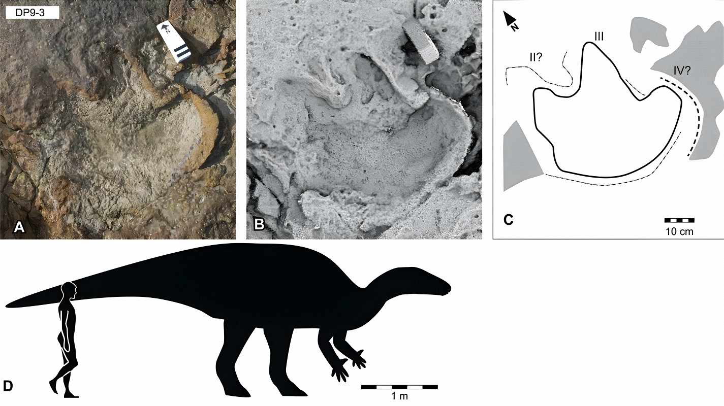 Dinisaur tracks: Amblydactylus