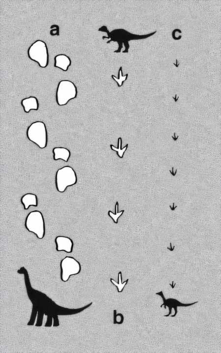 Bipedal and Quadrupedal trackways Bipedal and Quadrupedal trackways