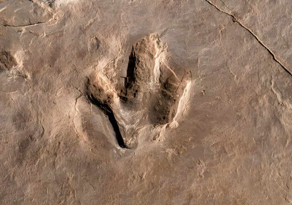 Eubrontus Dinosaur Tracks - Dinoera