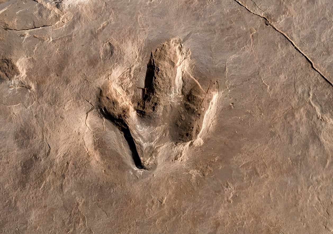 Dinosaur track (Eubrontes)