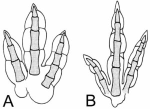 Eubrontus Dinosaur Tracks - Dinoera