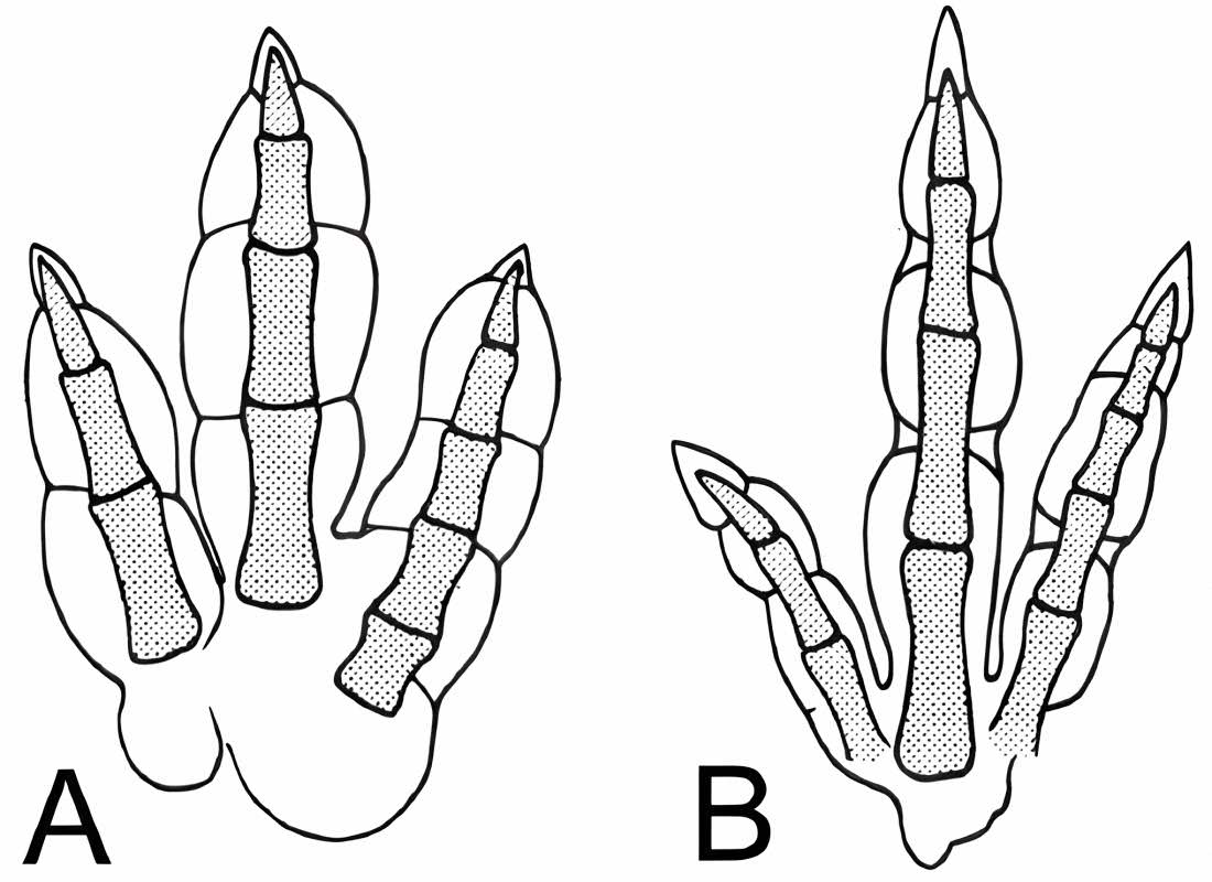 Eubrontes (left) and Grallator (right)