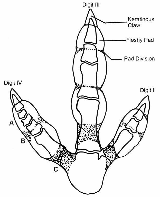 Footpads