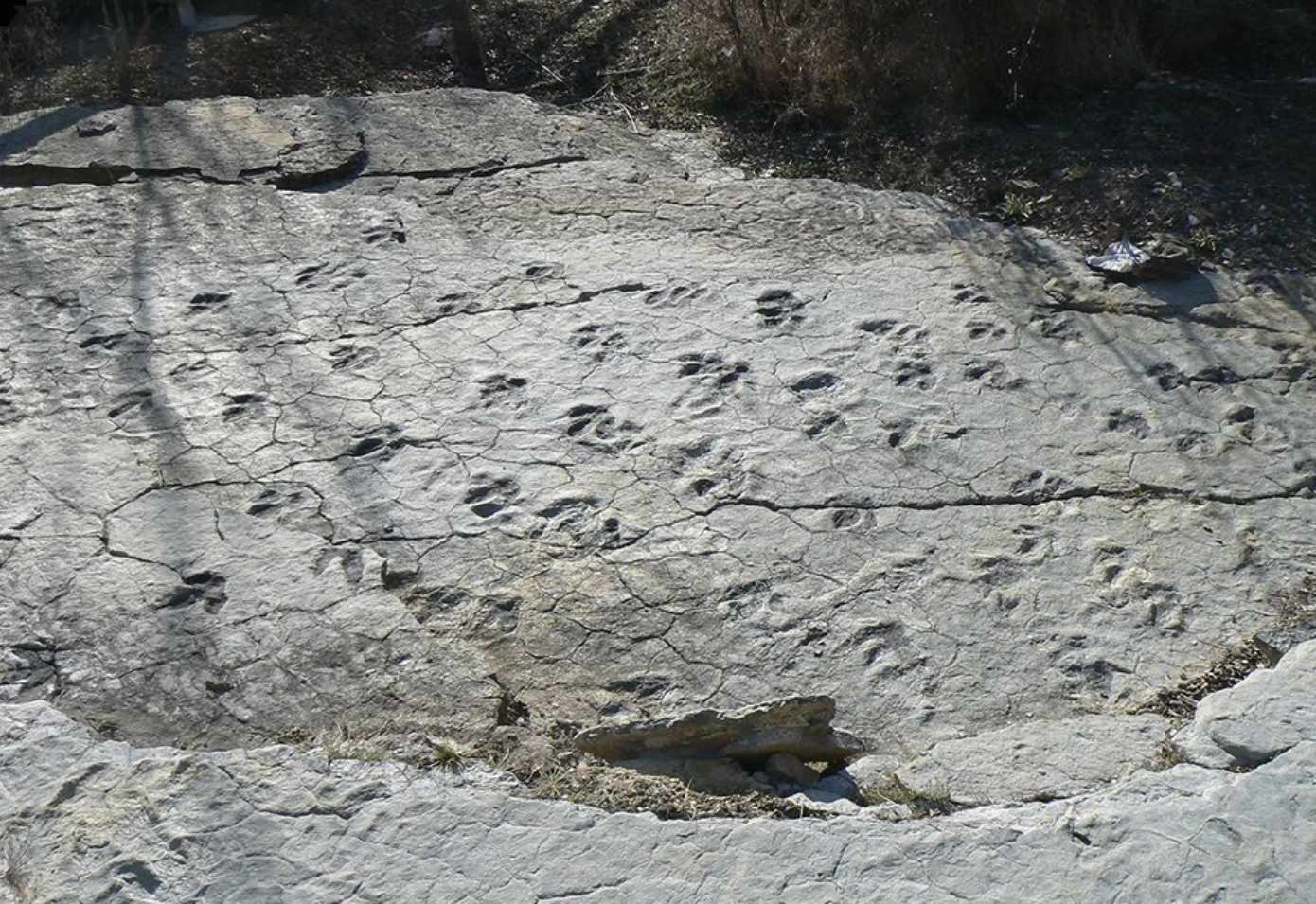 Gregarious behavior among dinosaurs
