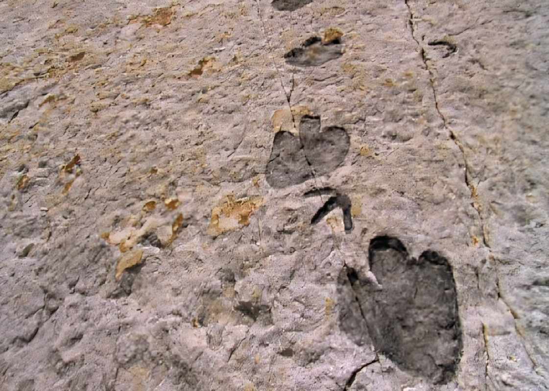 Iguanodon Trackway