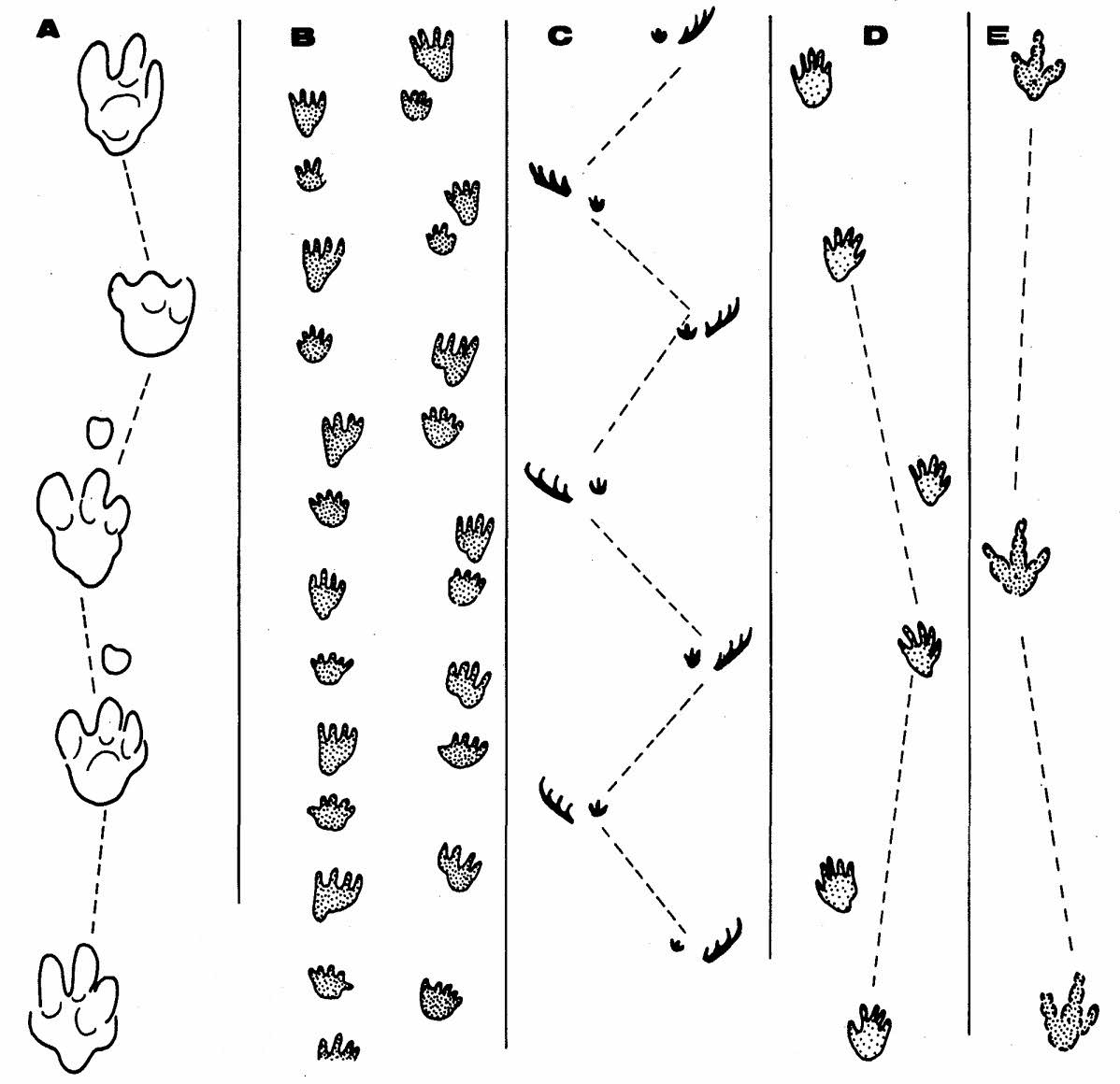 Gait and Movement Analysis Ichnological Terms: Gait and Movement Analysis