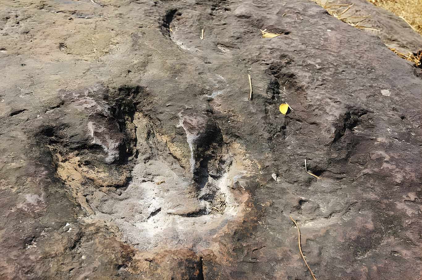 Ornithopod tracks